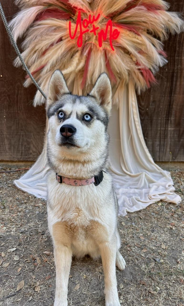 Enlarge Candace, a Adoptable mixed breed in Templeton, CA image 2/3