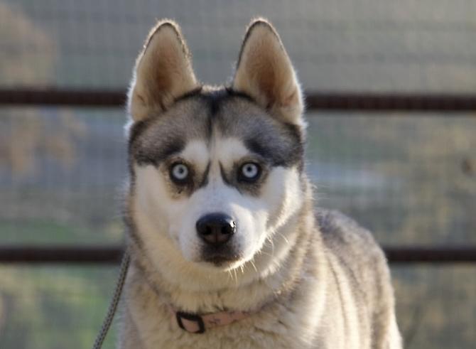 Enlarge Candace, a Adoptable mixed breed in Templeton, CA image 3/3