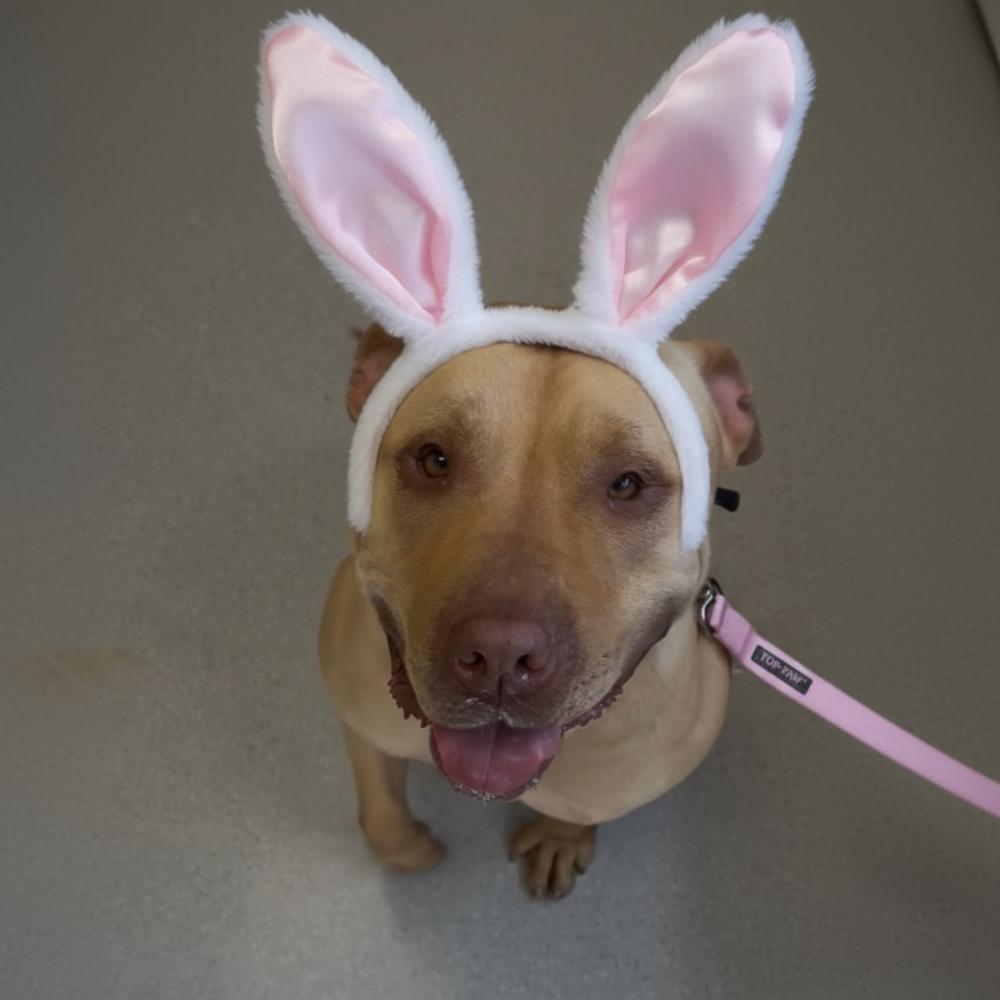 Enlarge Hope, a Adoptable American Bully in Pasadena, CA image 1/6