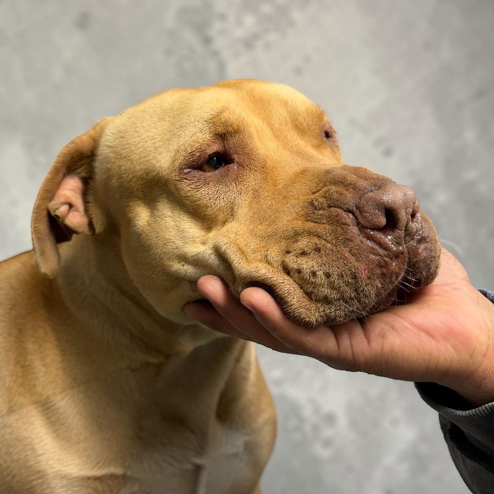 Enlarge Hope, a Adoptable American Bully in Pasadena, CA image 4/6