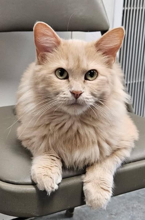 Chester, Adopted, Young Male Domestic Long Hair.