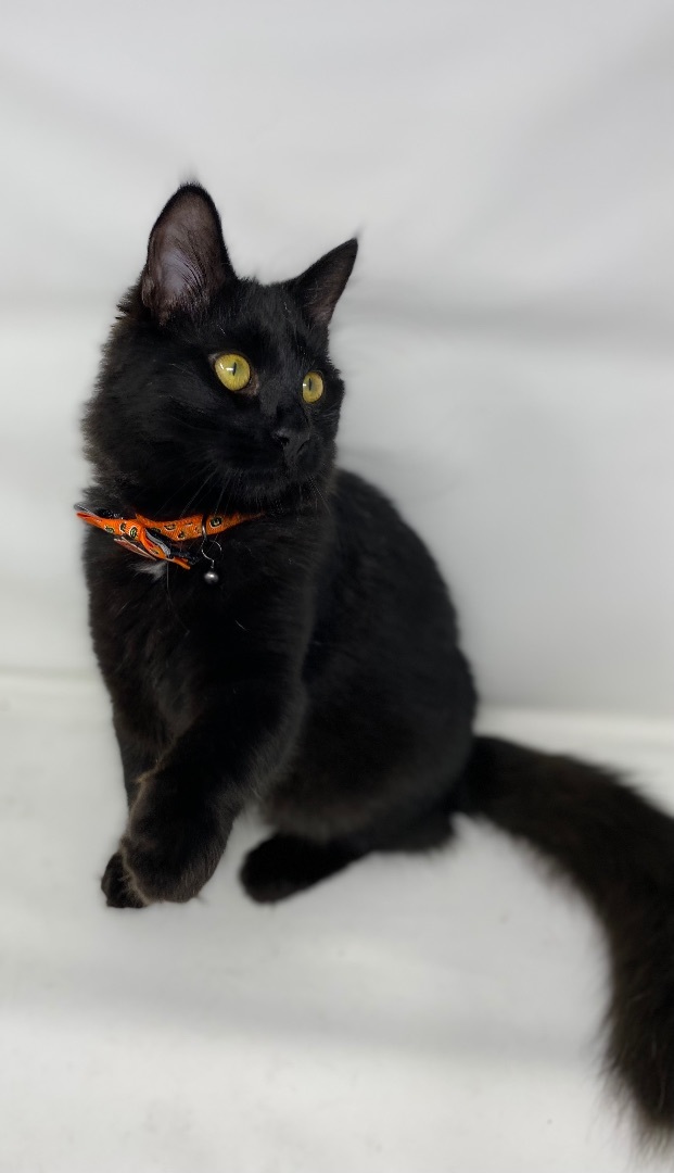 BEAR, Adopted, Kitten Male Bombay & Tuxedo.