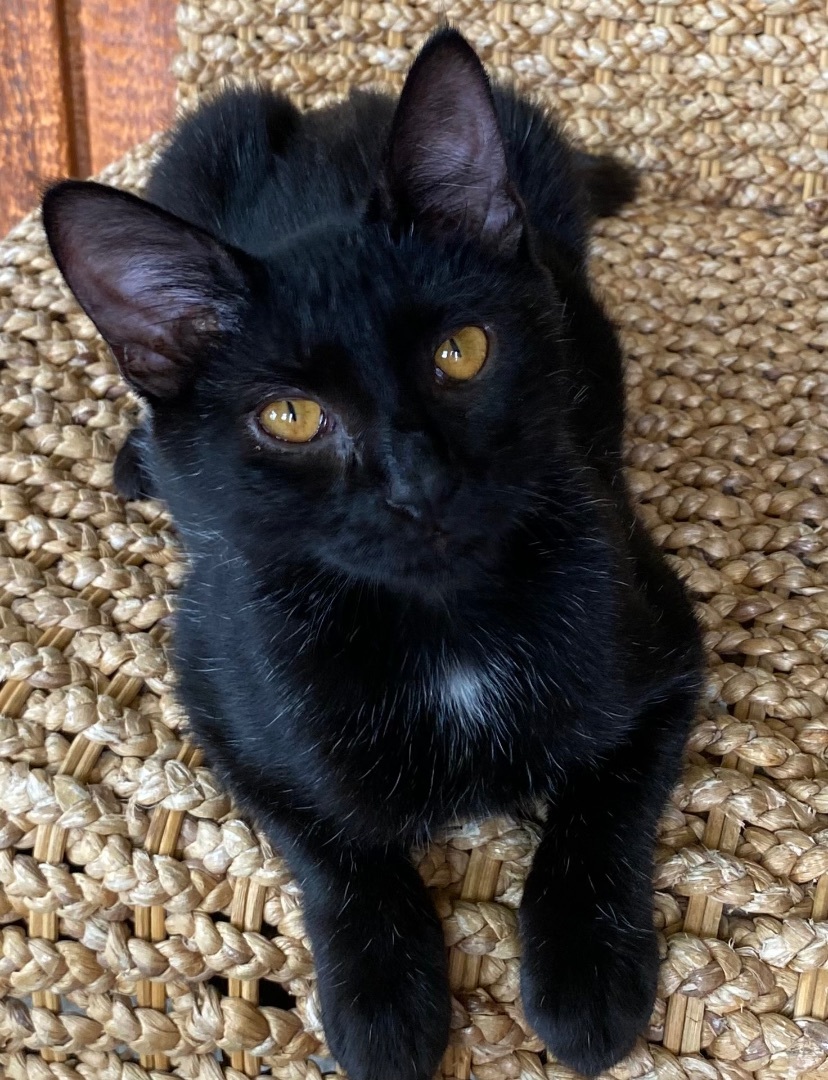 Enlarge BEAR, a Adopted mixed breed in Costa Mesa, CA image 2/10