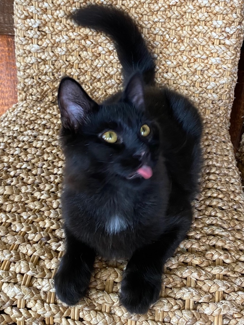 Enlarge BEAR, a Adopted mixed breed in Costa Mesa, CA image 3/10