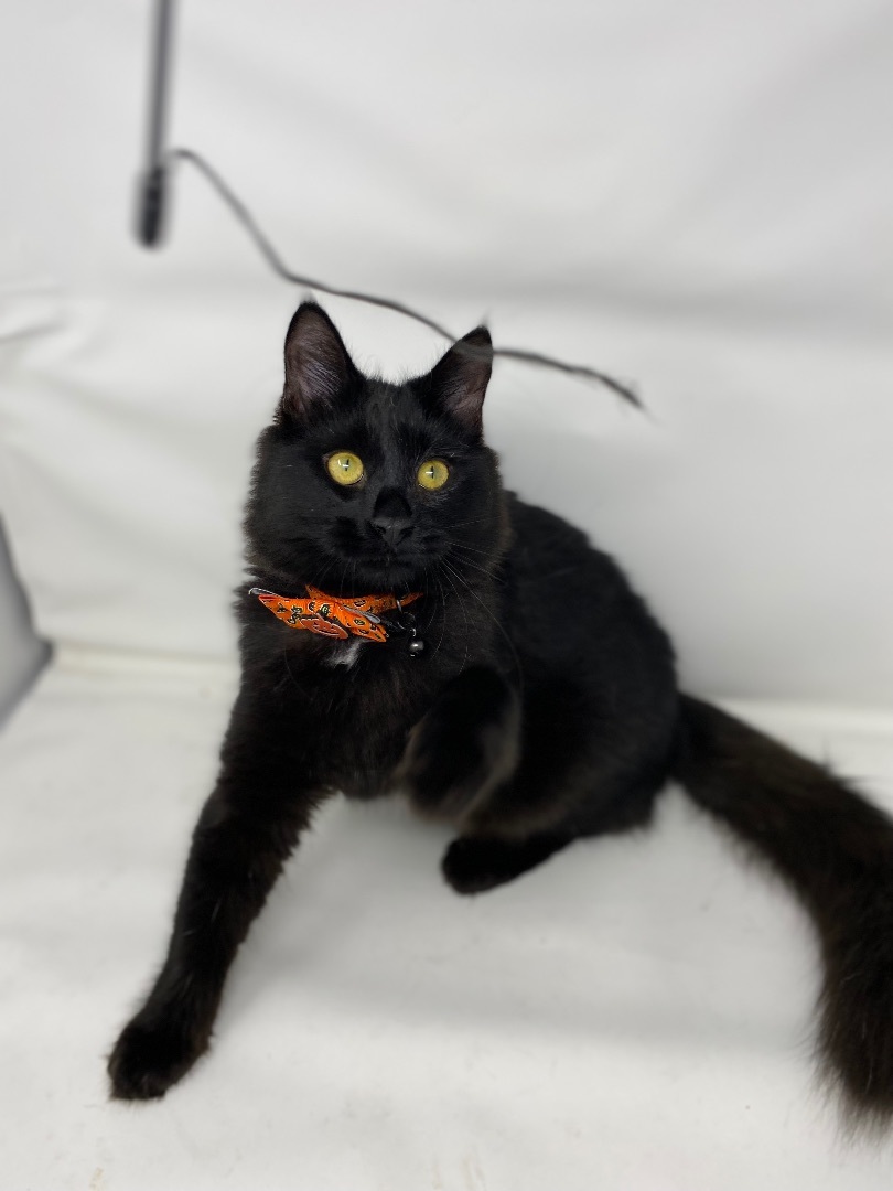 Enlarge BEAR, a Adopted mixed breed in Costa Mesa, CA image 4/10