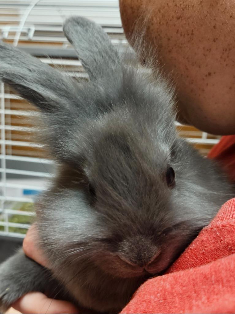 Enlarge Luna (E. Lakeview), a Adoptable American in Johnson City, TN image 1/2