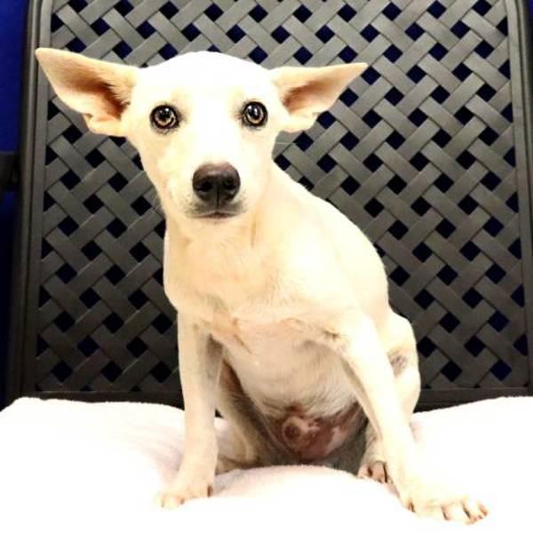 Elio, Adoptable, Adult Male Chihuahua.