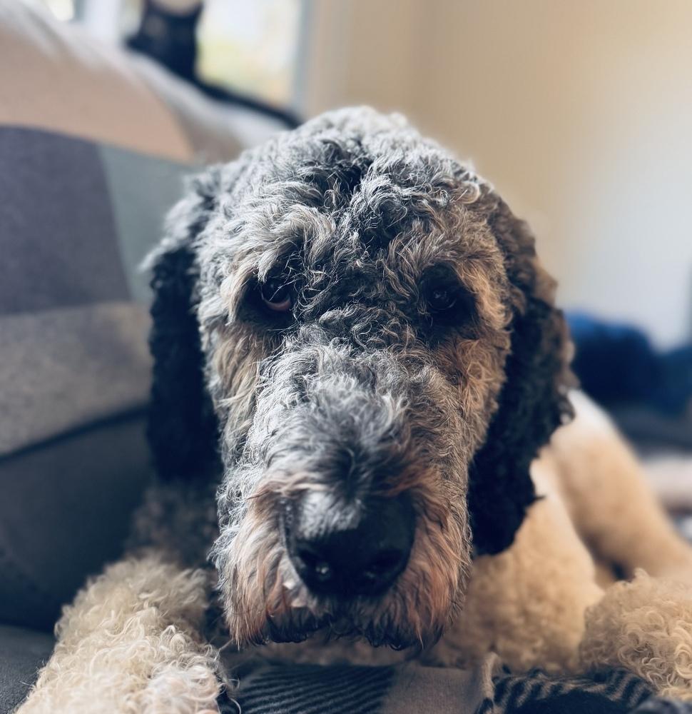 Enlarge Riley, a Adoptable mixed breed in Orlando, FL image 2/6