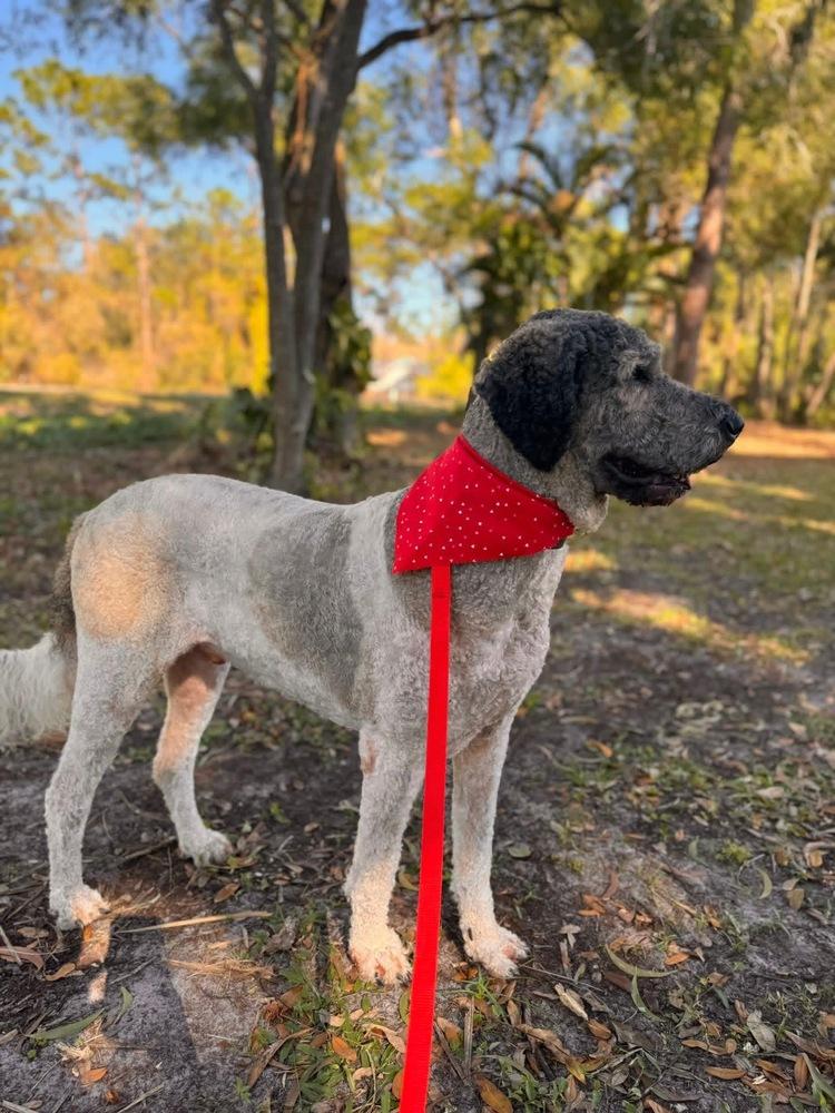 Enlarge Riley, a Adoptable mixed breed in Orlando, FL image 3/6