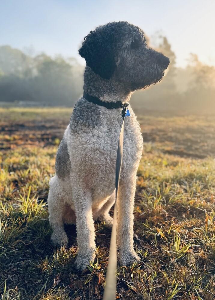 Enlarge Riley, a Adoptable mixed breed in Orlando, FL image 4/6
