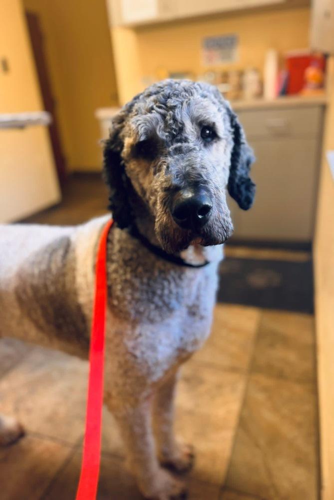 Enlarge Riley, a Adoptable mixed breed in Orlando, FL image 5/6