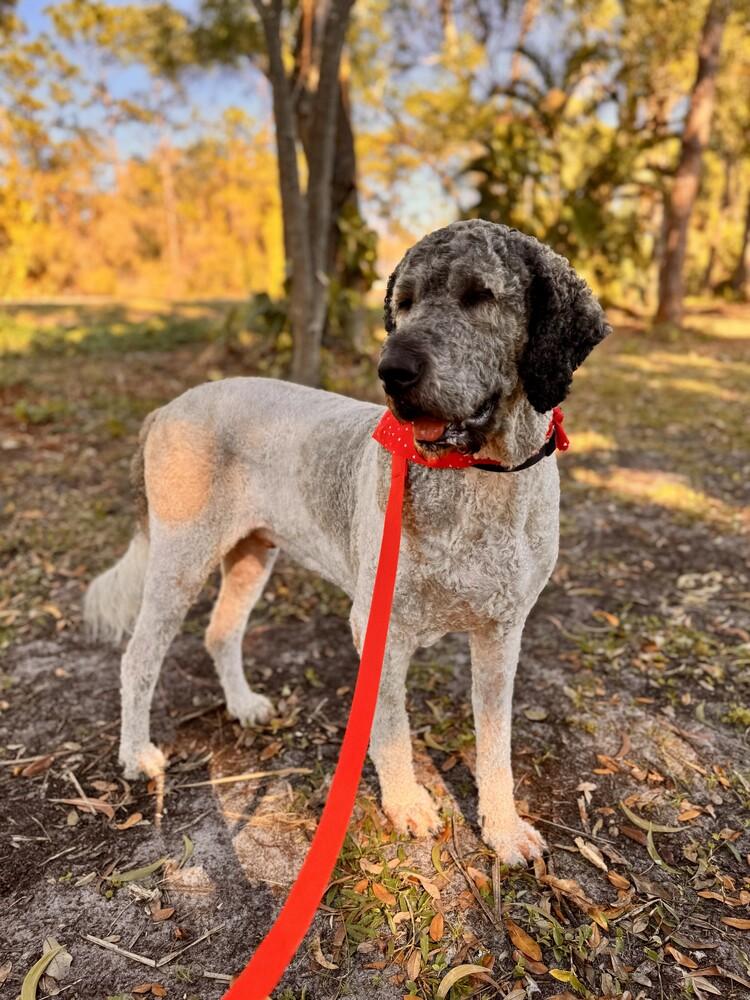 Enlarge Riley, a Adoptable mixed breed in Orlando, FL image 6/6