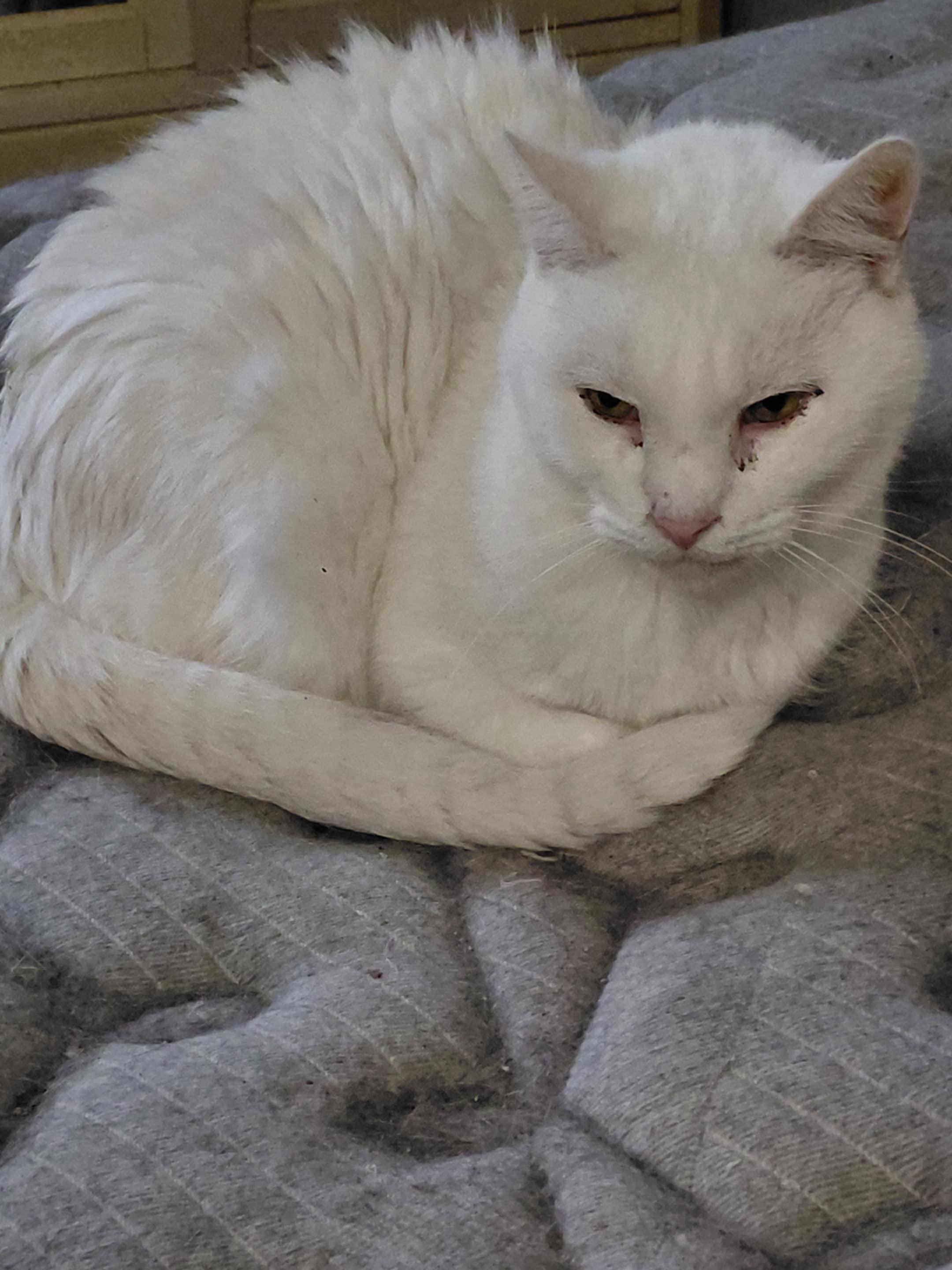 Enlarge Charlie Brown , a ADOPTABLE Domestic Short Hair in Andersonville, TN image 1/1