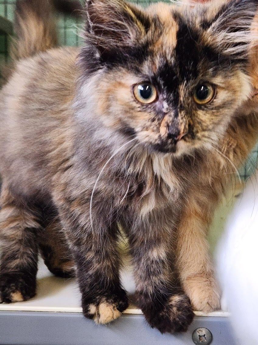 Needle-Noodle, Adoptable, Young Female Domestic Long Hair.