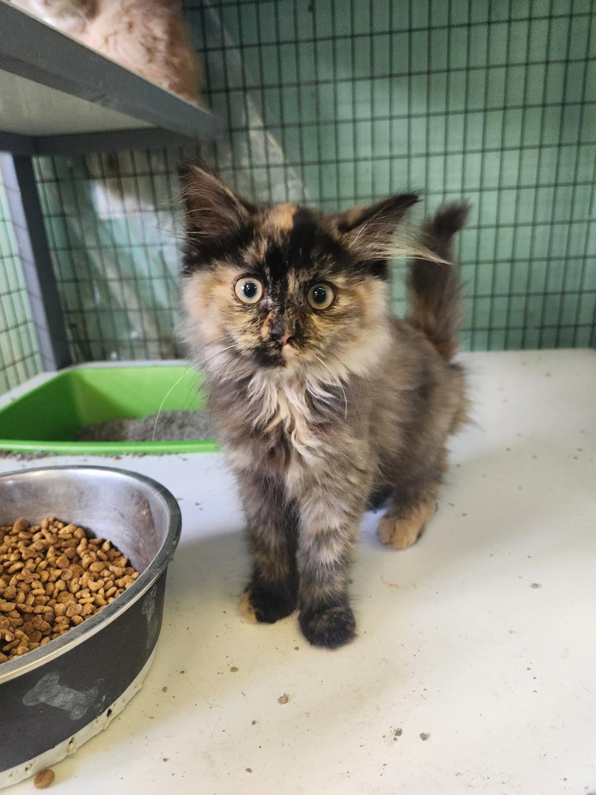 Needle-Noodle, a Adoptable Domestic Long Hair in Crossville, TN image 2/2
