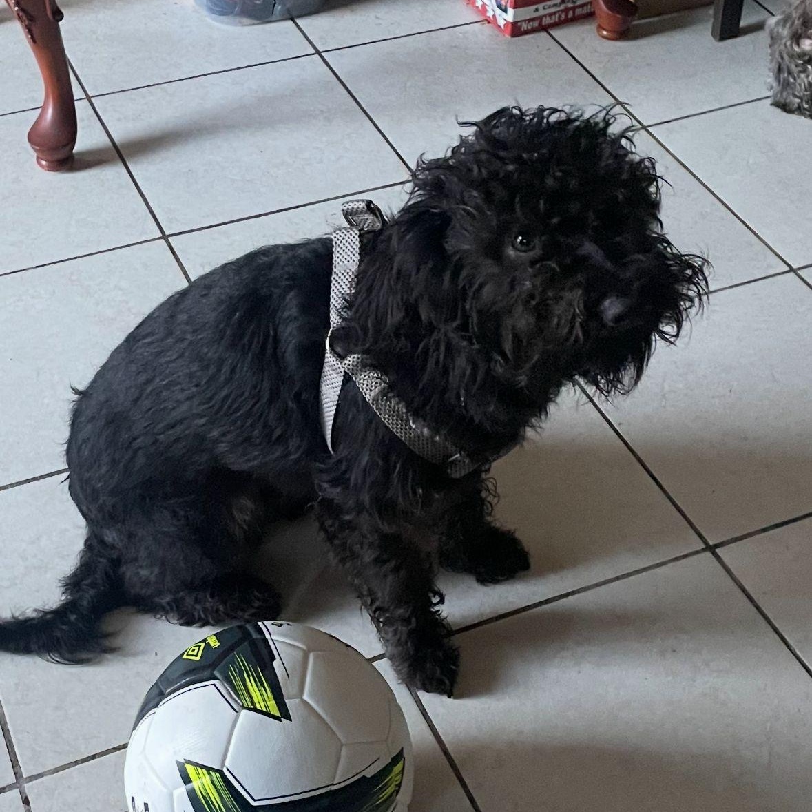 Charlie Schnoodle thumbnail 2