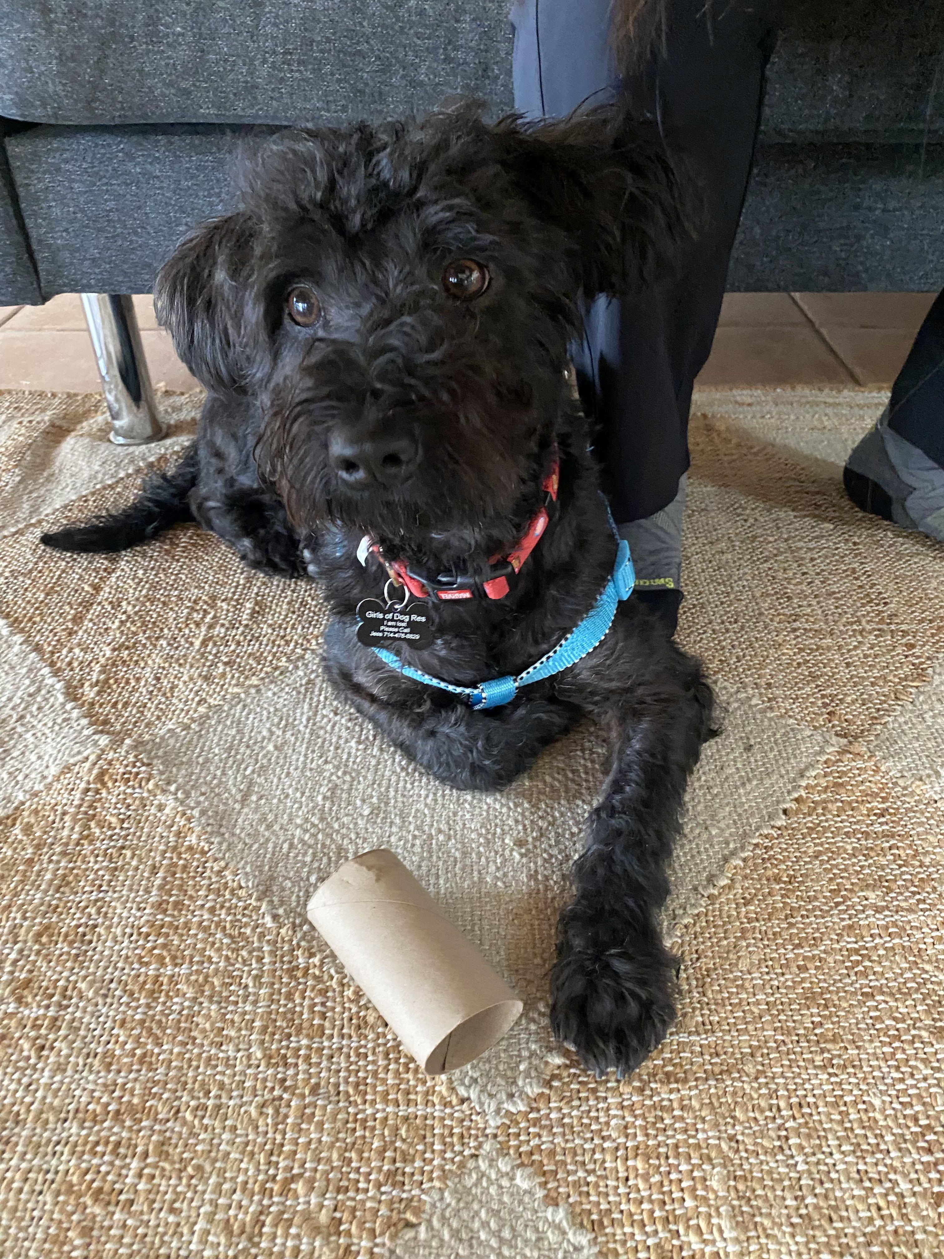 Charlie Schnoodle thumbnail 3