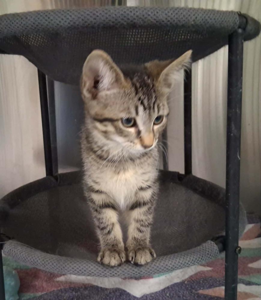 Enlarge Celeste (26-143 C), a Adoptable Domestic Short Hair in Lansing, MI image 1/5