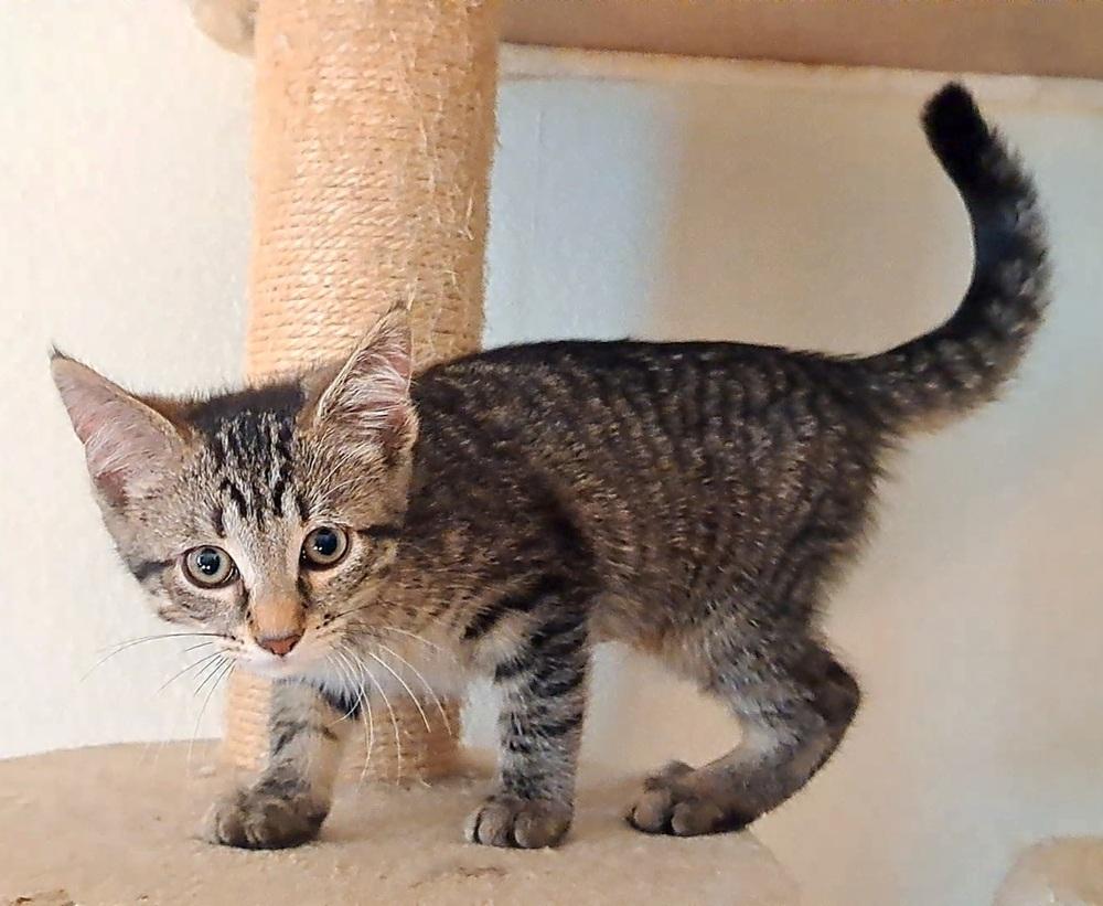 Enlarge Celeste (26-143 C), a Adoptable Domestic Short Hair in Lansing, MI image 2/5