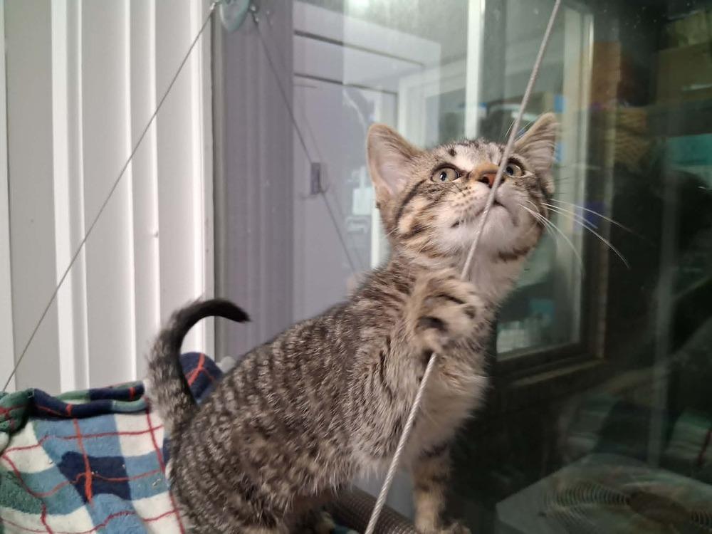 Enlarge Celeste (26-143 C), a Adoptable Domestic Short Hair in Lansing, MI image 3/5