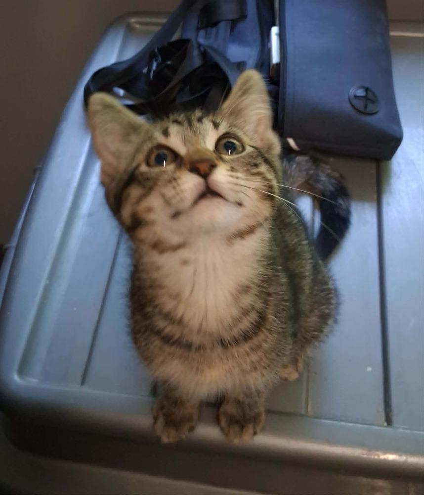 Enlarge Celeste (26-143 C), a Adoptable Domestic Short Hair in Lansing, MI image 4/5