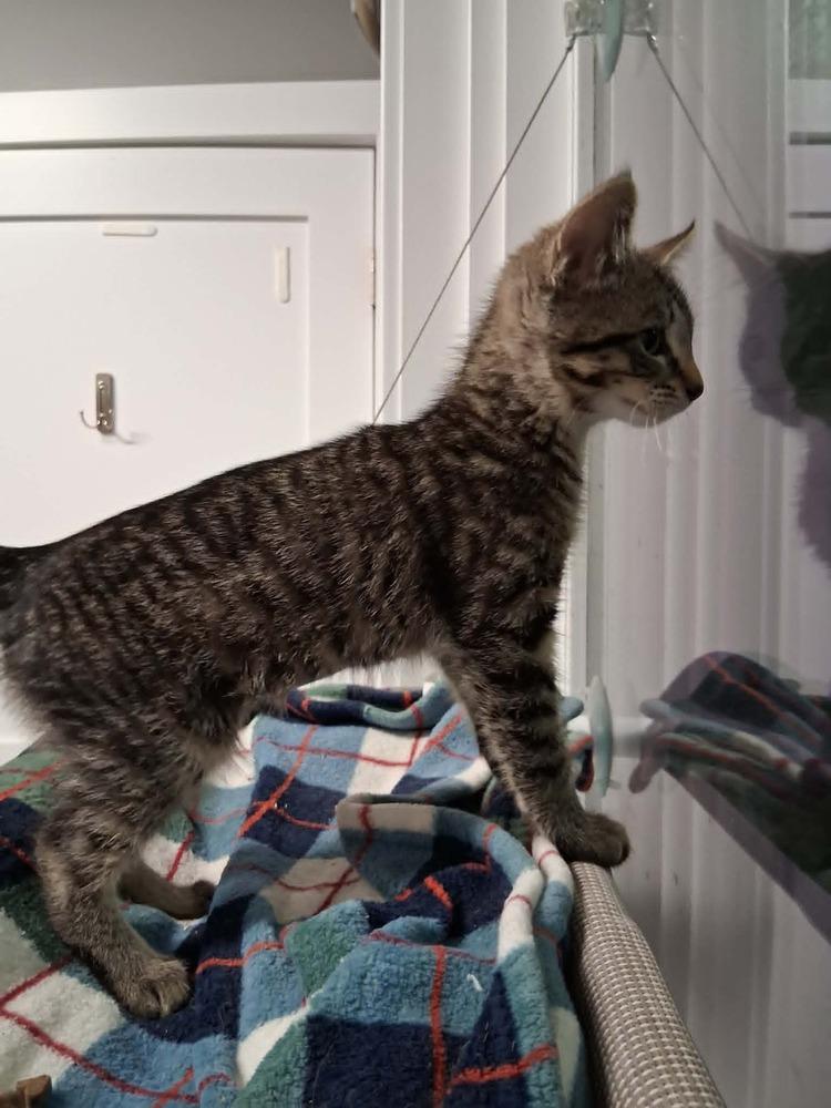 Enlarge Celeste (26-143 C), a Adoptable Domestic Short Hair in Lansing, MI image 5/5