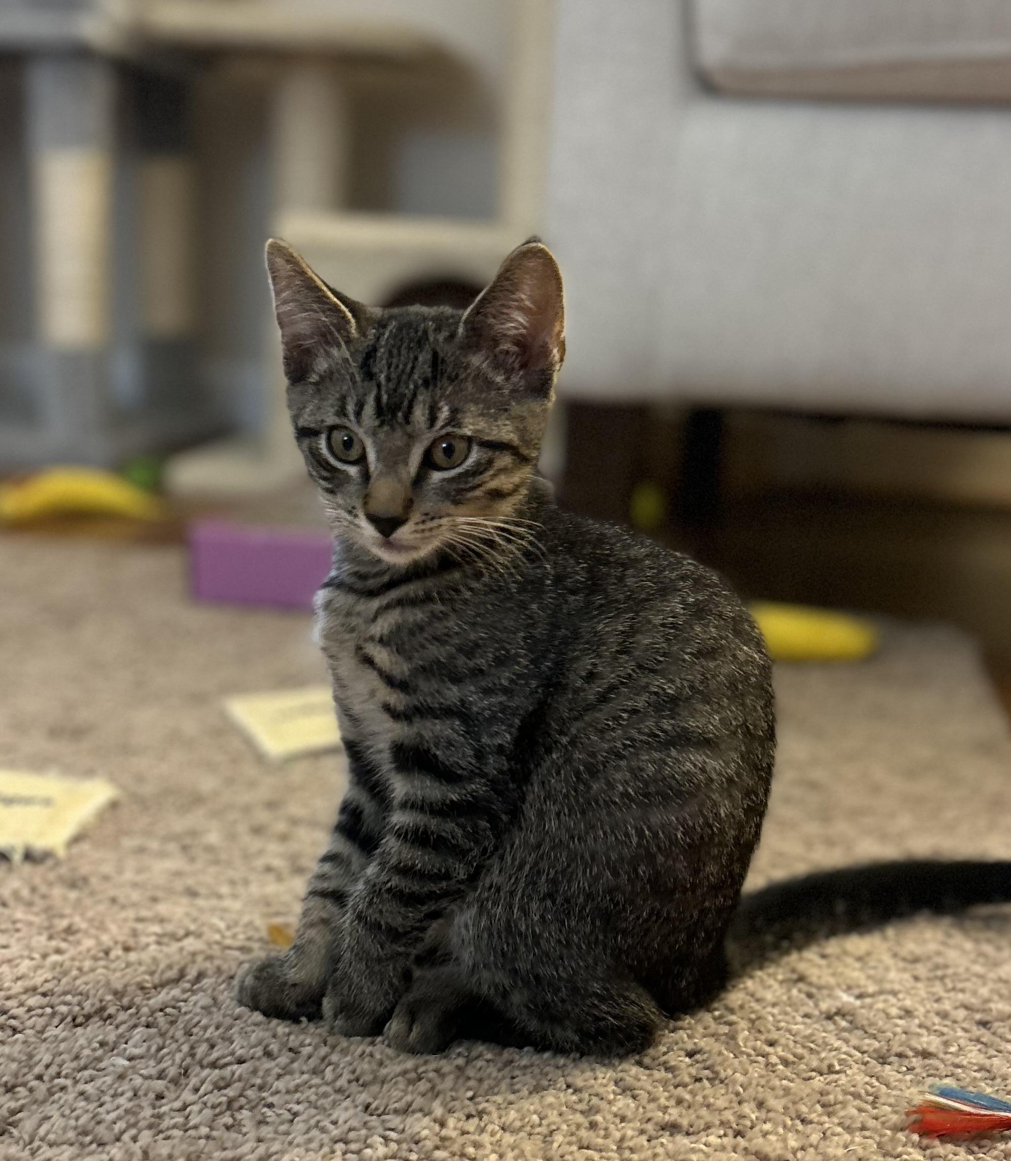 Nebula, Adoptable, Kitten Female Domestic Short Hair.