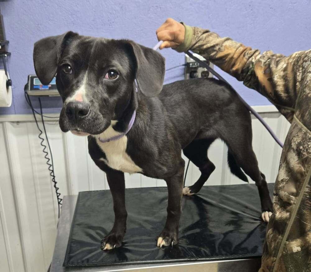 Kit Kat SPAYED, Adoptable, Young Female Boxer.