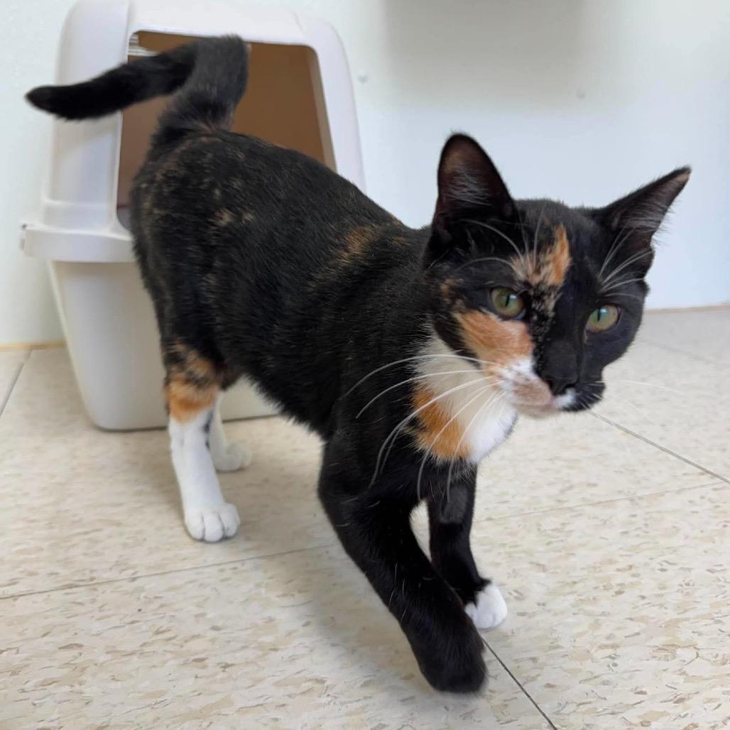 Azula, Adoptable, Young Female Domestic Short Hair.
