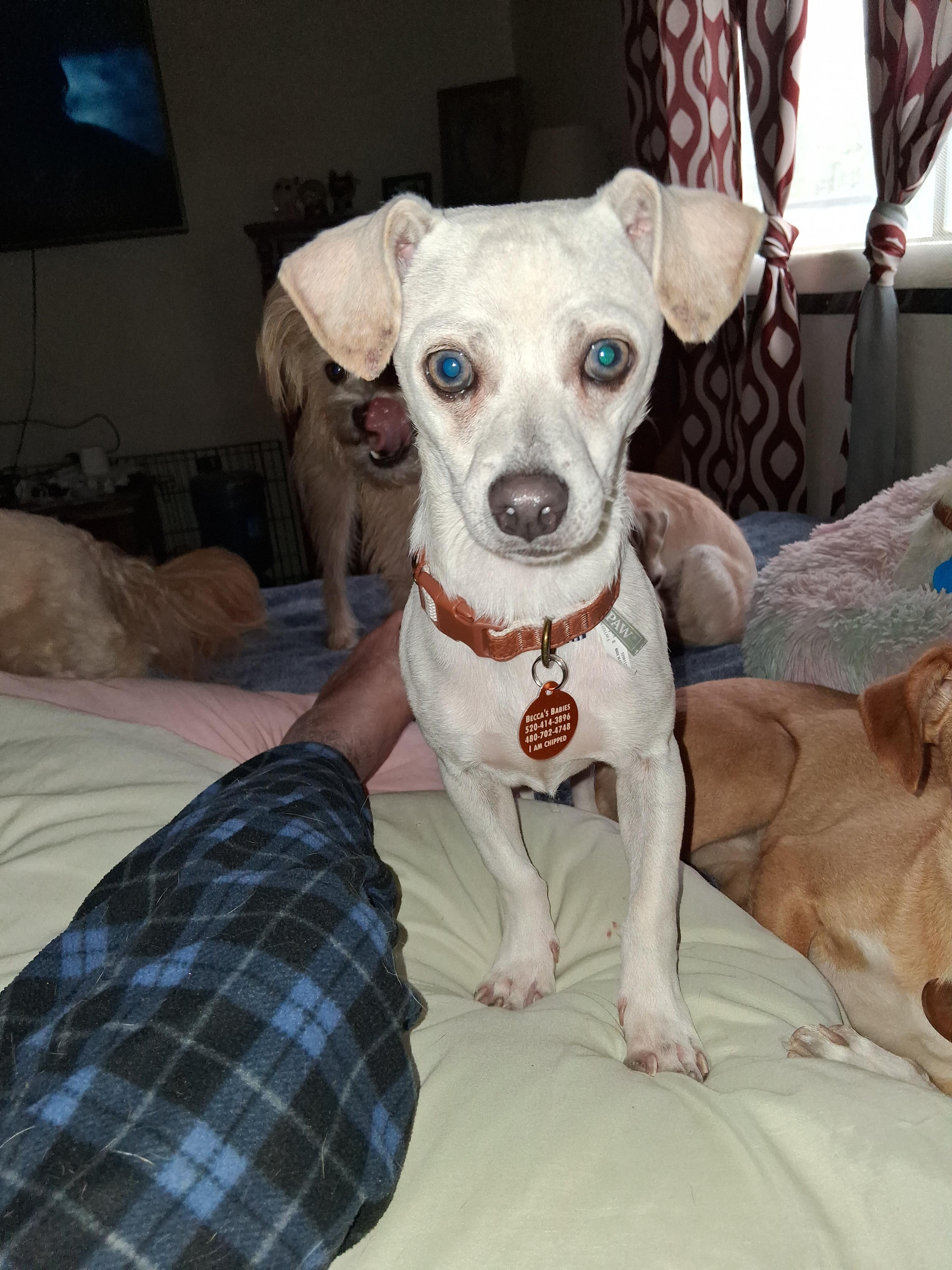 Enlarge Ren, a Adoptable mixed breed in Florence, AZ image 1/2