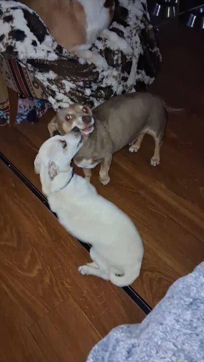 Enlarge Ren, a Adoptable mixed breed in Florence, AZ video 2/2