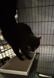 Squid, adopted, Young Female Domestic Short Hair.
