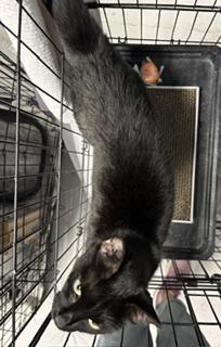 Squid, an adopted Domestic Short Hair in Phoenix, AZ image 2/2
