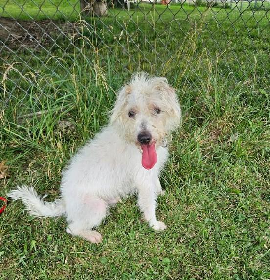 Hemingway, a ADOPTABLE mixed breed in Brunswick, OH image 6/6