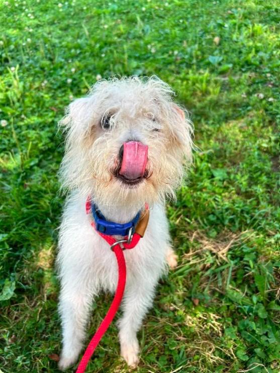 Hemingway, a ADOPTABLE mixed breed in Brunswick, OH image 4/6