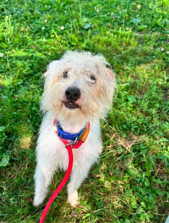 Hemingway, a ADOPTABLE mixed breed in Brunswick, OH image 3/6