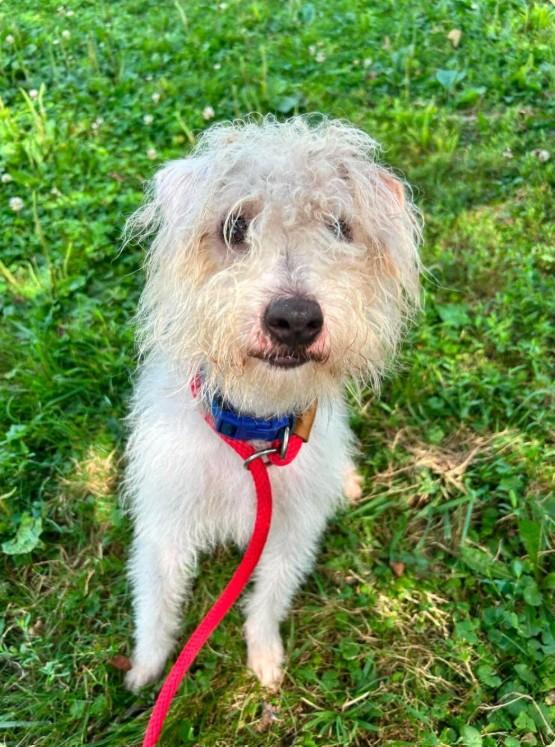 Hemingway, a ADOPTABLE mixed breed in Brunswick, OH image 1/6