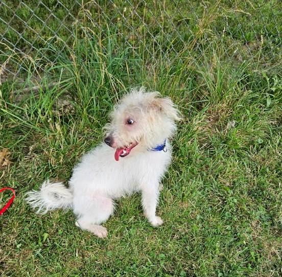 Hemingway, a ADOPTABLE mixed breed in Brunswick, OH image 5/6