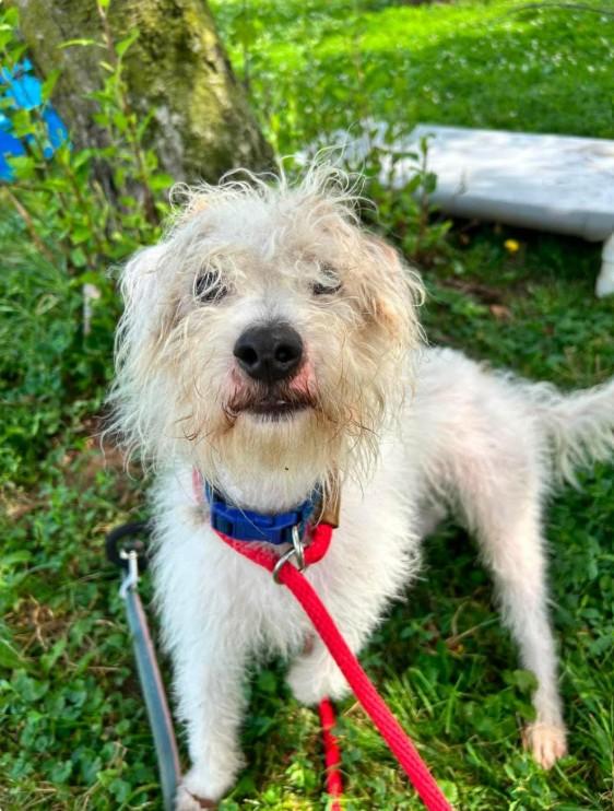 Hemingway, a ADOPTABLE mixed breed in Brunswick, OH image 2/6