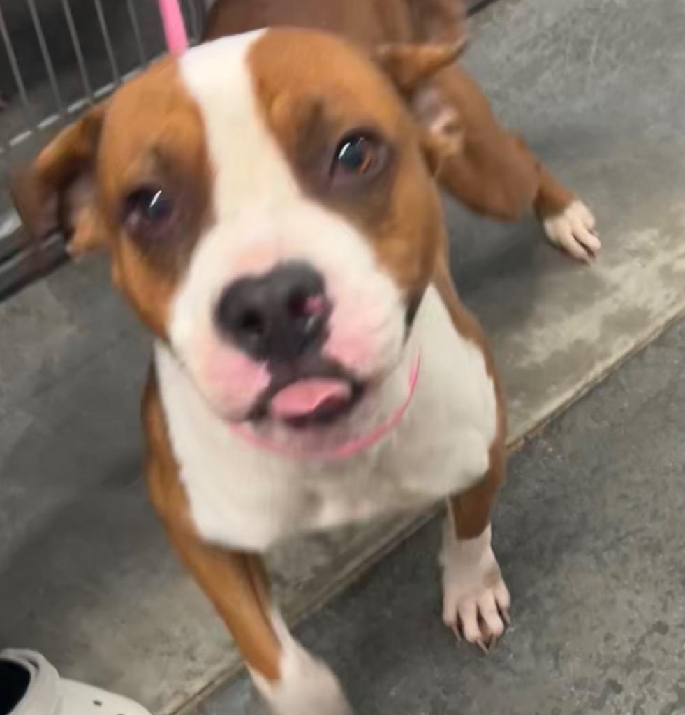 Mum, Adoptable, Young Female Pit Bull Terrier.