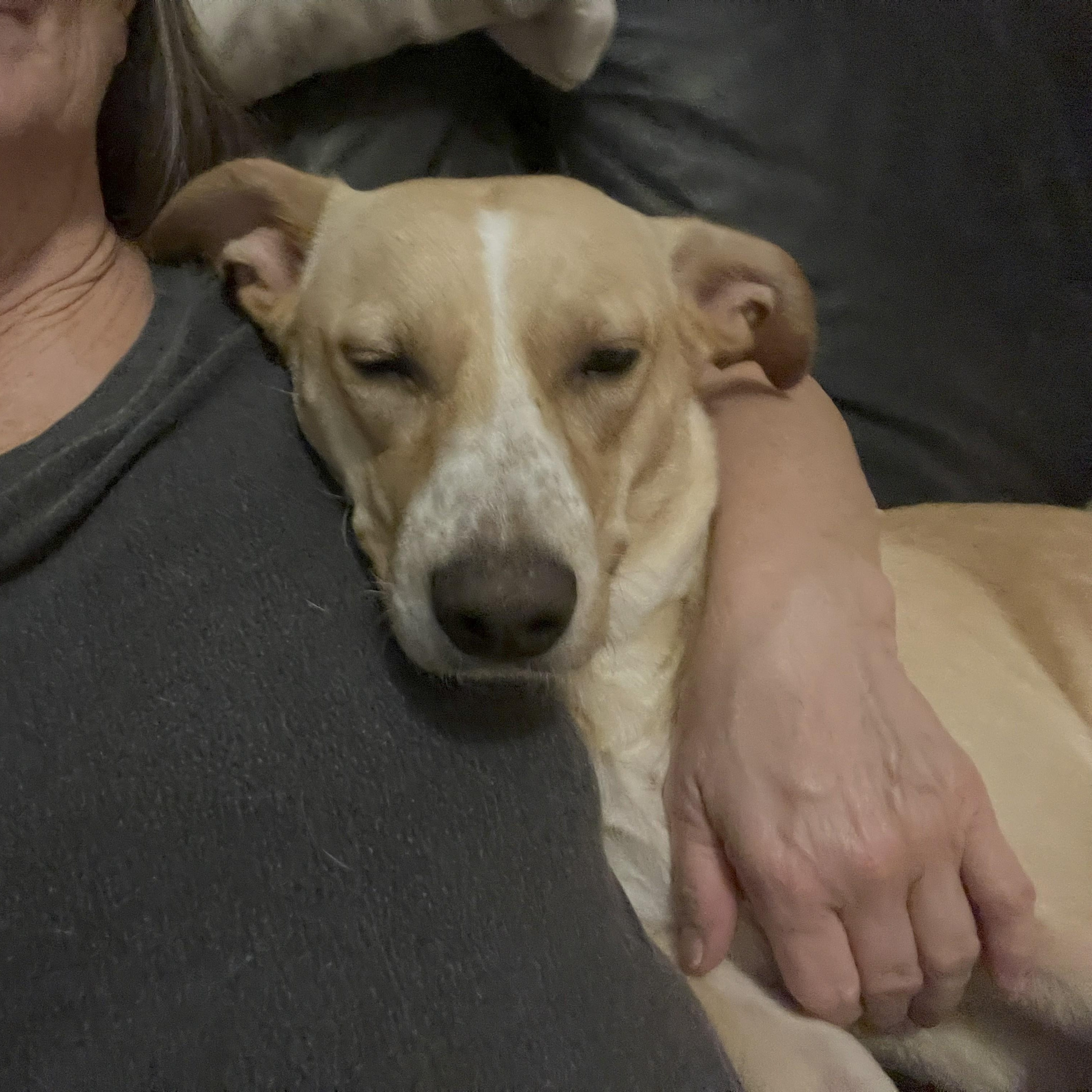 Dolly