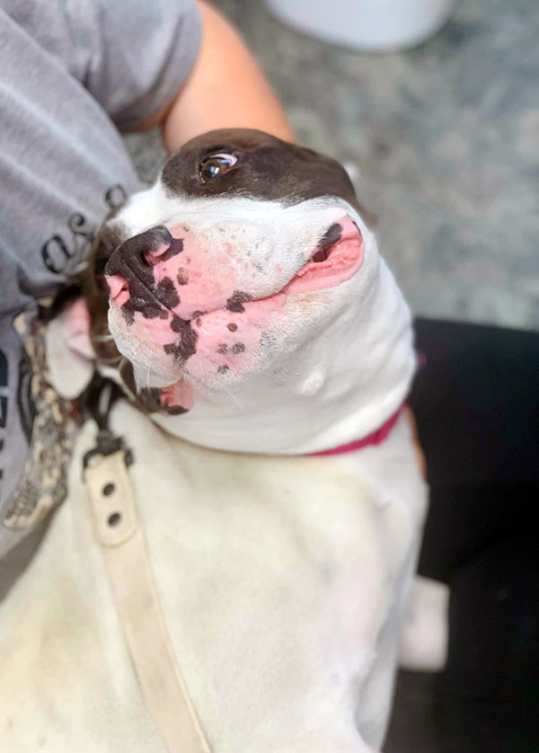 Enlarge Coffee *Courtesy post. Out of town pet. See below for details*, a Adoptable Pit Bull Terrier in Eagle, ID image 4/4