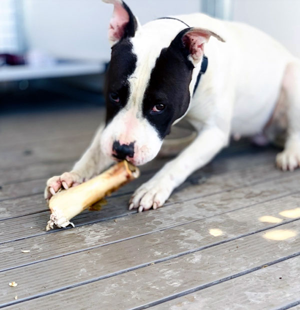 Enlarge Coffee *Courtesy post. Out of town pet. See below for details*, a Adoptable Pit Bull Terrier in Eagle, ID image 3/4