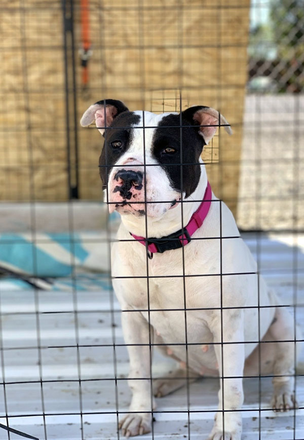 Enlarge Coffee *Courtesy post. Out of town pet. See below for details*, a Adoptable Pit Bull Terrier in Eagle, ID image 2/4