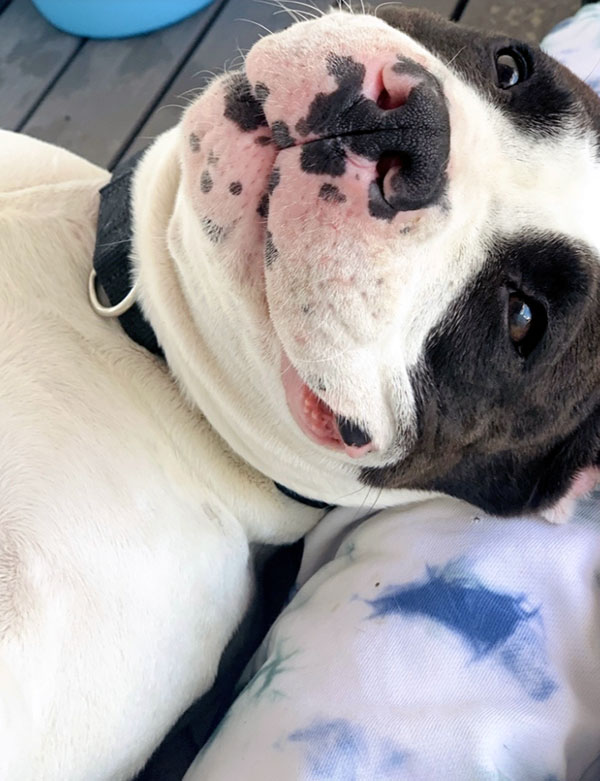 Enlarge Coffee *Courtesy post. Out of town pet. See below for details*, a Adoptable Pit Bull Terrier in Eagle, ID image 1/4