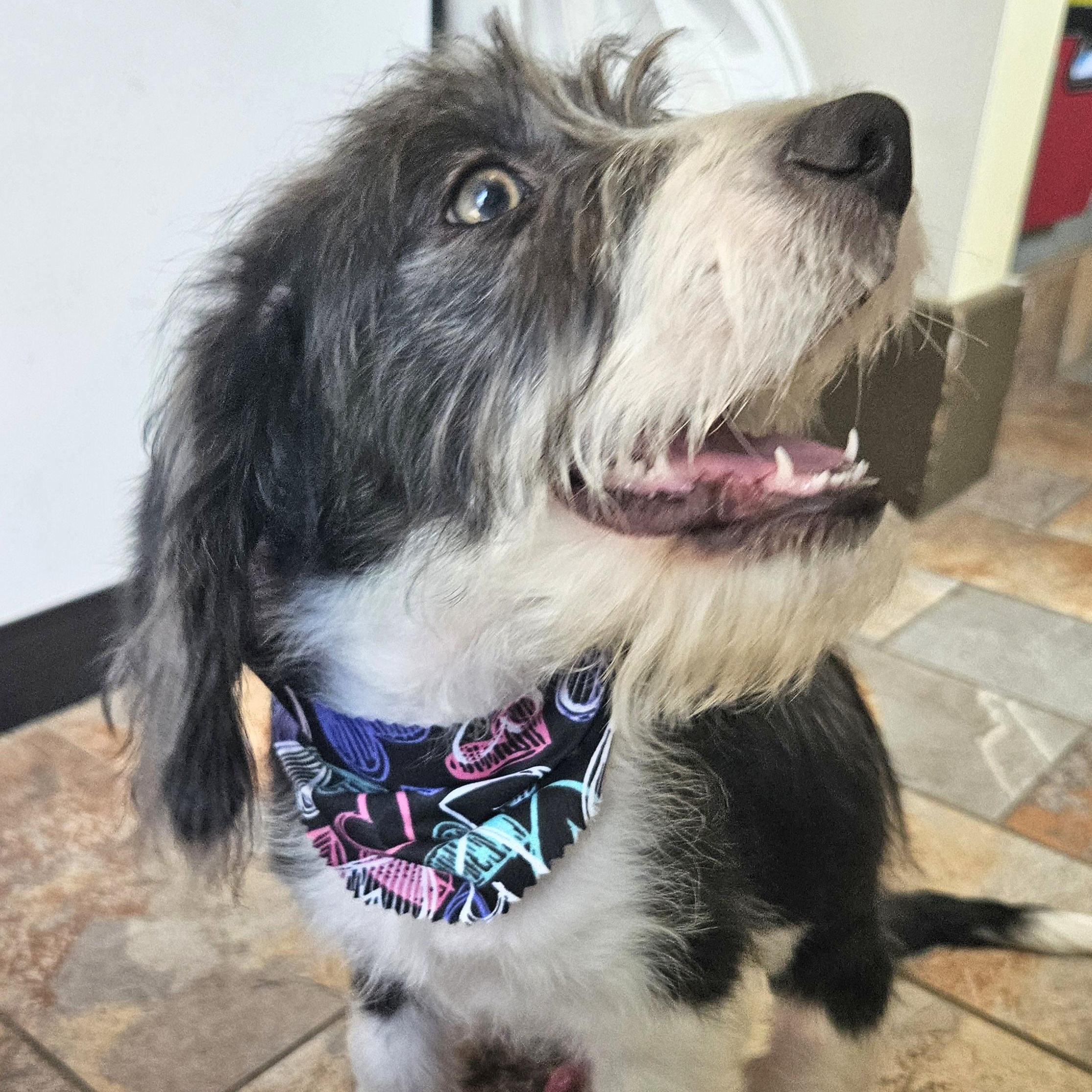 Walden, an adoptable Cockapoo, Boston Terrier in Livonia, MI, 48150 | Photo Image 6