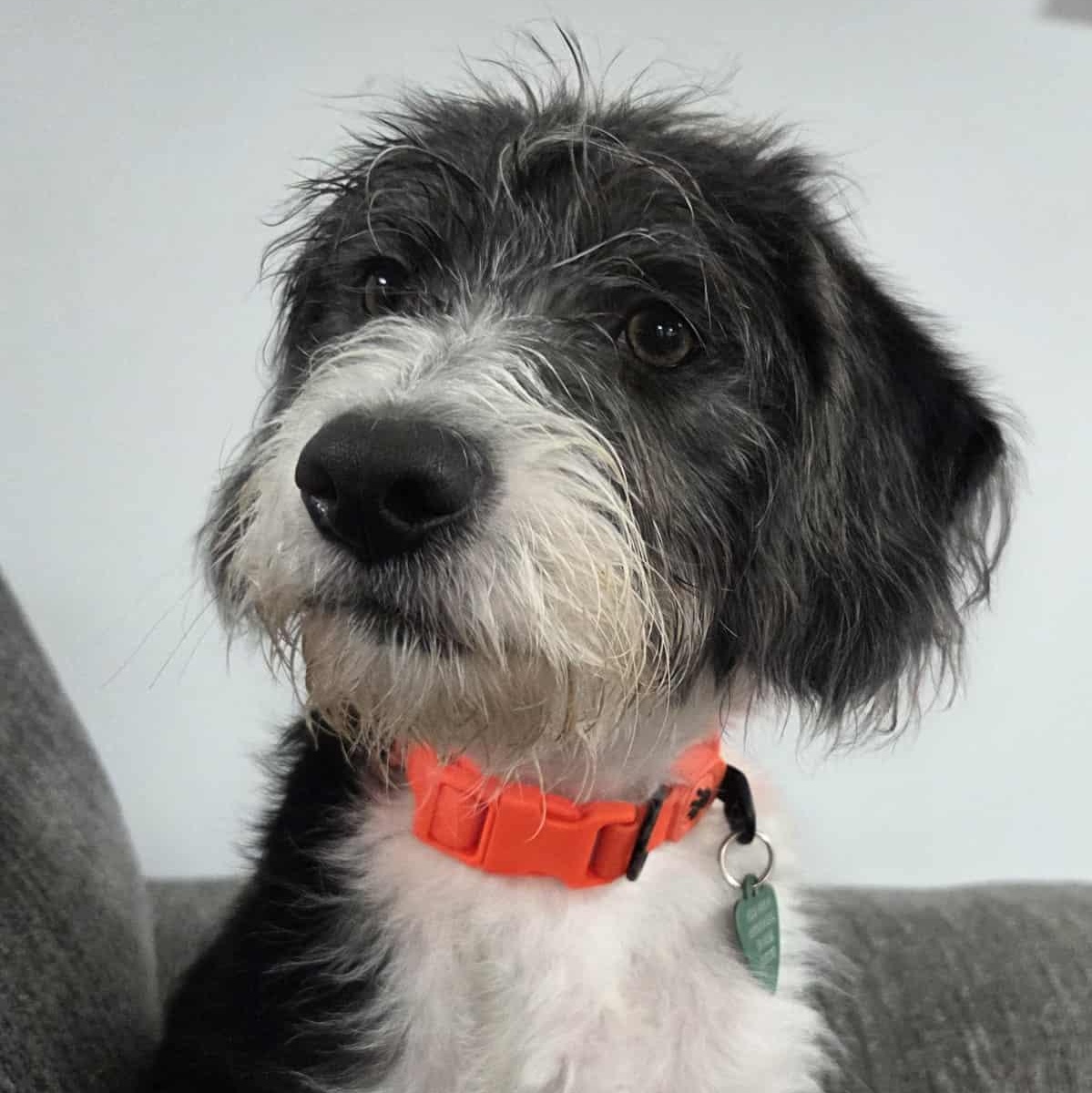 Walden, an adoptable Cockapoo, Boston Terrier in Livonia, MI, 48150 | Photo Image 2