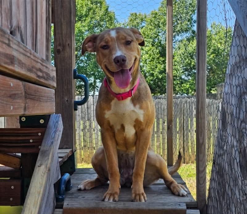 Anna, Adoptable, Young Female Pit Bull Terrier & Labrador Retriever.