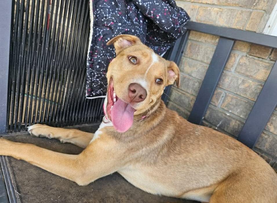 Enlarge Anna, a Adoptable mixed breed in Munford, TN image 2/3