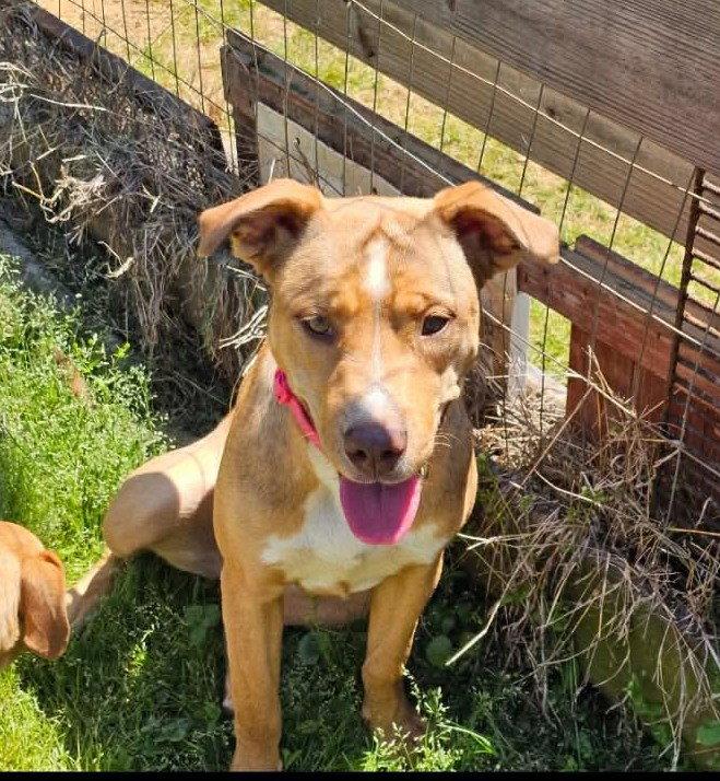 Enlarge Anna, a Adoptable mixed breed in Munford, TN image 3/3